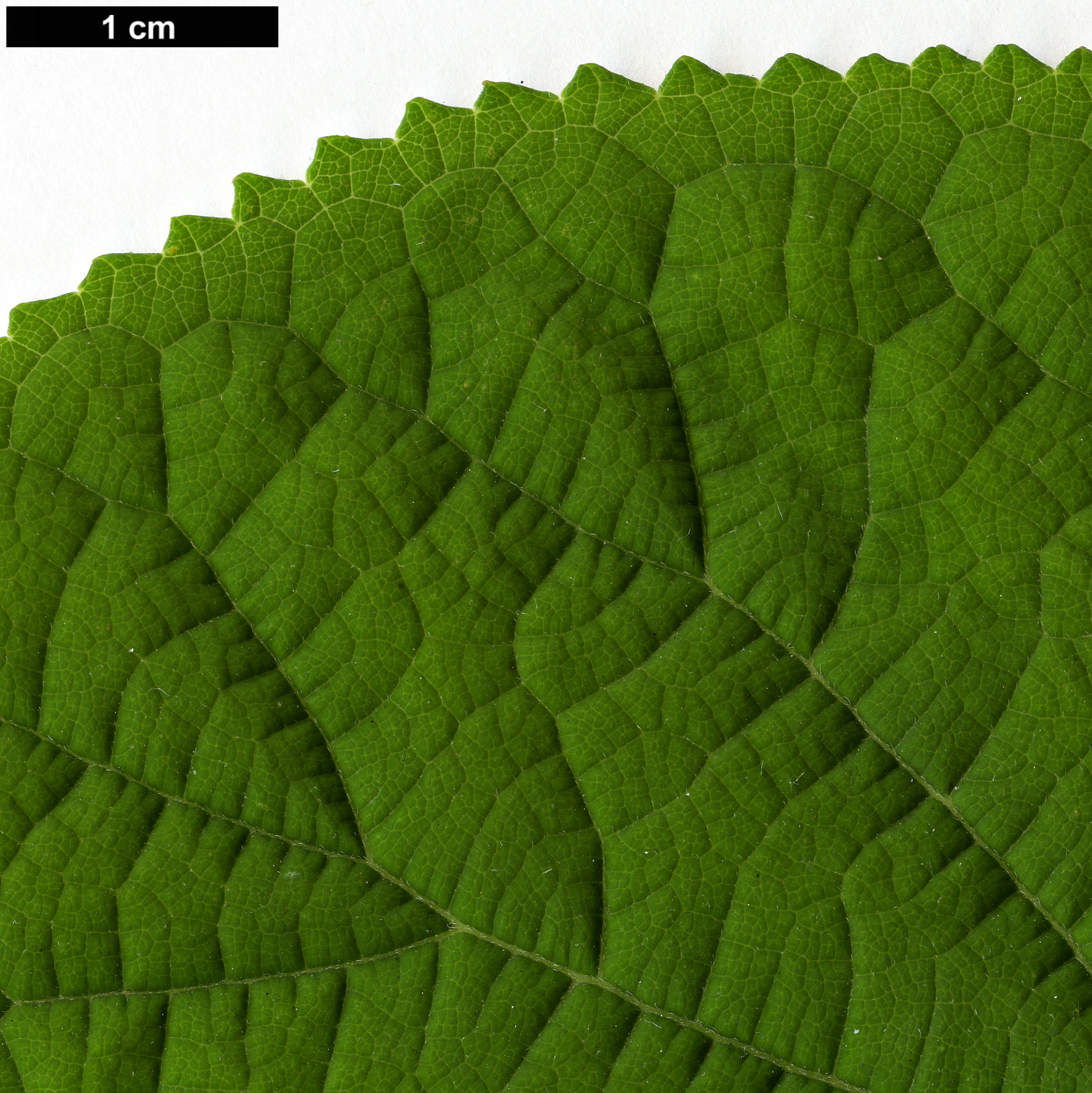 High resolution image: Family: Hydrangeaceae - Genus: Hydrangea - Taxon: arborescens - SpeciesSub: subsp. radiata